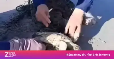 Hai công nhân vệ sinh giải cứu rùa quý hiếm mắc lưới ở Côn Đảo