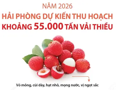 Hải Phòng dự kiến thu hoạch 55.000 tấn vải thiều năm 2026