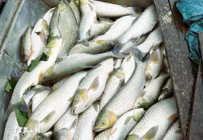Hàng tấn cá nuôi lồng bè trên sông chết trắng do thời tiết cực đoan
