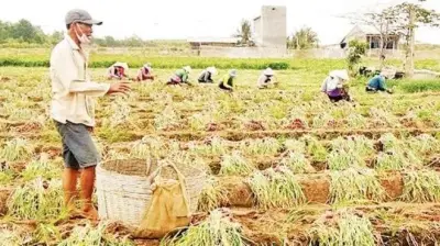 Hành tím Vĩnh Châu gặp khó vì giá giảm và thời tiết bất lợi