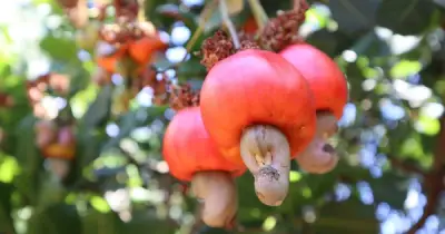 Hành trình từ cây xóa đói giảm nghèo đến thương hiệu hạt điều toàn cầu