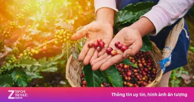 Kỹ thuật bón phân và cải tạo đất trong đồn điền cà phê hiệu quả