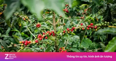 Khám phá bí quyết trồng xen canh cà phê với cây lương thực