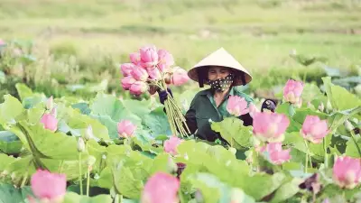 Đầm sen Kim Liên nở rộ, người dân tất bật thu hoạch phục vụ du lịch và chế biến