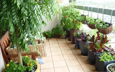 Mẹo chọn cây phong thủy trồng ngoài ban công xua xui rủi, hút tài lộc