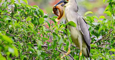 Đàn vạc hàng trăm con xuất hiện ở hồ Gươm, Hà Nội thu hút người dân