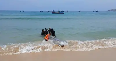 Ngư dân Gia Lai phát hiện xác cá voi hiếm mắc cạn, chôn cất theo tập quán