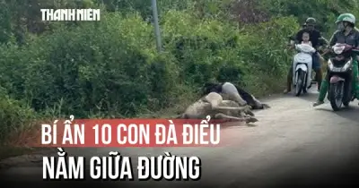Người dân bất ngờ thấy chim đà điểu gục chết tại Tây Ninh