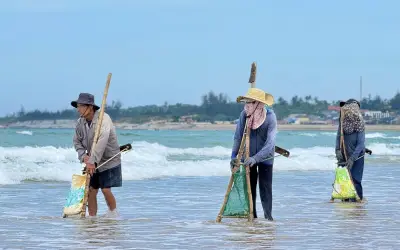 Người dân Quảng Ngãi mưu sinh với nghề cào nghêu, kéo lưới ven bờ