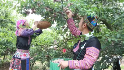 Ngày hội mận Lóng Phiêng: Sôi nổi các hoạt động, tiêu thụ hơn 50 tấn quả