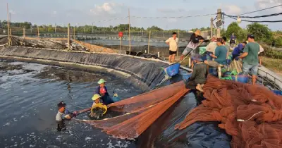 Nuôi tôm Cà Mau: Niềm vui và nỗi buồn qua mỗi mùa vụ
