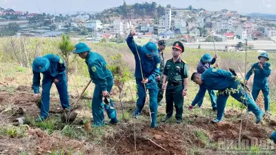 Phường Xuân Trường Đà Lạt trồng hơn 500 cây mai anh đào hưởng ứng Tết trồng cây