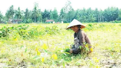 Suy thoái đất đe dọa sinh kế hàng triệu nông dân Việt Nam