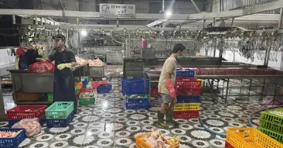 TP.HCM xử lý lò giết mổ gà lậu, tiêu hủy 1 tấn gà thành phẩm