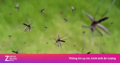 Vì sao Mỹ thả hàng tỷ con muỗi vào tự nhiên? Giải pháp khoa học bất ngờ