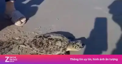 Video: Hai công nhân vệ sinh gỡ lưới đánh bắt vướng vào 2 cá thể rùa quý hiếm
