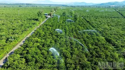 Xã Đăk Hà chủ động phòng chống hạn hán từ sớm, bảo đảm sản xuất bền vững