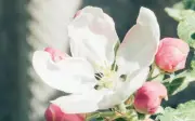 4 giờ sinh âm lịch: Phạm Đào Hoa Xấu, theo Bát Tự Đế Vương, tình tay ba, hôn nhân nhiều sóng gió
