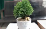 5 cây phong thủy mini hút tài lộc, lọc bức xạ hoàn hảo cho bàn làm việc