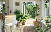 5 lợi ích vàng từ việc trồng cây xanh trong nhà