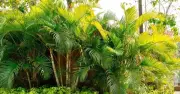 5 loại cây không nên trồng sau nhà kẻo rước bệnh vào người