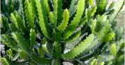 5 loại cây phong thủy không nên trồng trước nhà kẻo đem lại xui xẻo