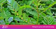 7 công dụng tuyệt vời của cây diệp hạ châu đối với sức khỏe