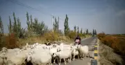 700 người tranh nhau nộp đơn xin làm chăn cừu: 'Lời nguyền tuổi 35' bóp nghẹt người lao động Trung Quốc