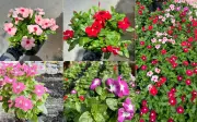 8 loại cây xanh giúp hạ nhiệt, lọc bụi mịn cho nhà phố mùa nắng nóng