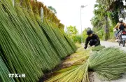 An Giang: Người dân vùng biên tận dụng cơ bàng làm đồ thủ công mỹ nghệ phát triển kinh tế