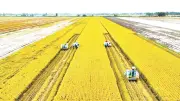 An Giang vướng mắc trong liên kết sản xuất lúa chất lượng cao