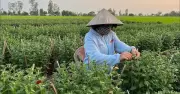 Apigenin trong trà hoa cúc giúp hạn chế tế bào ung thư lan rộng