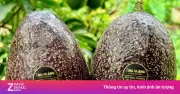 Bơ 160.000 đồng/kg vẫn 'cháy hàng', khách đặt trước cả tháng mới mua được