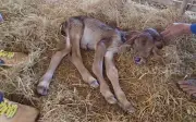 Bò 2 đầu ra đời tại Thái Lan, dân làng đổ xô đến cầu may