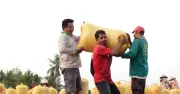 Bỏ giấy phép xuất khẩu gạo: Cần lộ trình phù hợp, tránh thị trường hỗn loạn