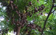 Bồ kết: Từ cây dại Việt Nam thành dược liệu đắt giá tại Trung Quốc