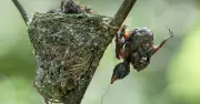 Bộ ảnh chim thiên đường chăm con giữa rừng Đồng Nai gây xúc động