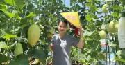 Bí quyết trồng dưa trĩu quả trên sân thượng giữa lòng thành phố
