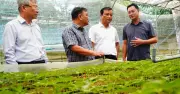 Bí thư Thành ủy Đà Nẵng khảo sát vùng trồng sâm Ngọc Linh tại Trà Linh