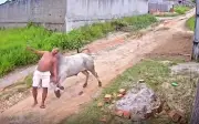 Bò trắng bất ngờ hất tung người đàn ông đang đi bộ ở Brazil