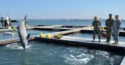 Bộ trưởng Hegseth nói về tin Mỹ và Iran dùng cá heo cảm tử ở Hormuz