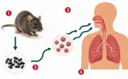 Bộ Y tế cảnh báo virus Hanta trên tàu du lịch, khuyến cáo không hoang mang