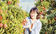 Bắc Ninh định hướng nâng tầm vải thiều, hướng đến phân khúc cao cấp