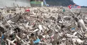 Bãi chông nhọn hoắt gây nguy hiểm cho du khách dọc bãi biển ở Thanh Hóa