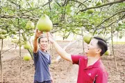 Bưởi Tân Triều: Hành trình hơn 150 năm và sức hút du lịch sinh thái