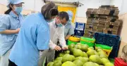 Bưởi xuất khẩu Trung Quốc phải bọc trái 60 ngày trước thu hoạch