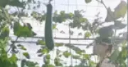 Biến sân thượng 70m² thành vườn rau sạch, chị Tuyền tự chữa lành sau biến cố sức khỏe
