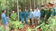 Bản Huổi Pinh thoát nghèo nhờ cây quế của bí thư chi bộ