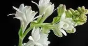 Báo Thanh Niên tổ chức lễ tang cho phóng viên Dương Danh Hữu