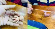 Búp bê Natasha gây lo ngại: Trò chơi vô hại hay nguy cơ chai lì cảm xúc?